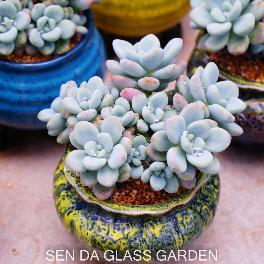 Sen đá sỏi thiên thanh hồng giống mới GLASS GARDEN, trồng chậu gốm Hàn, Thuần khí Hậu Đà lạt