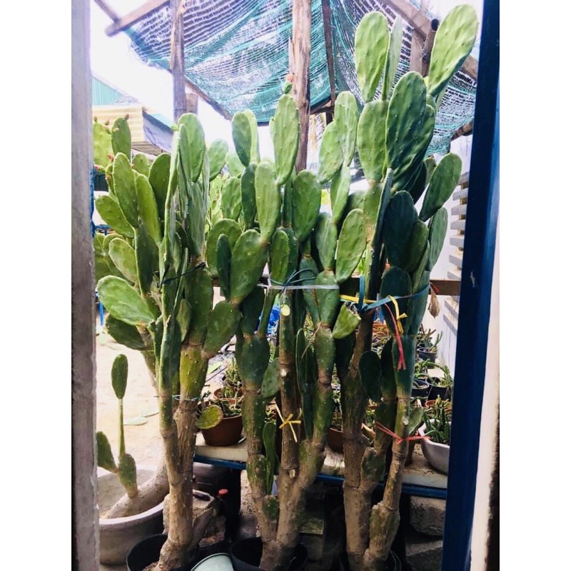 Xương rồng tai thỏ