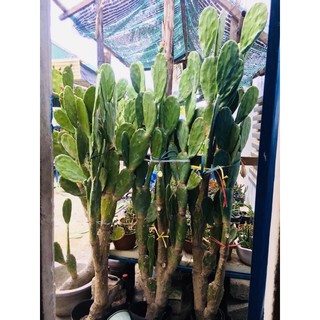 Xương rồng tai thỏ