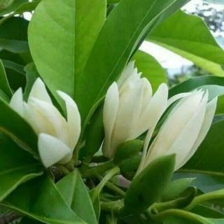 CÂY HOA NGỌC LAN TRẮNG cao 1m