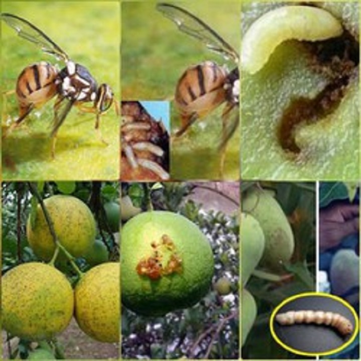 ỐNG CHẤT DẪN DỤ: Mồi Dụ Ruồi Vàng Đục Quả Vào Bẫy