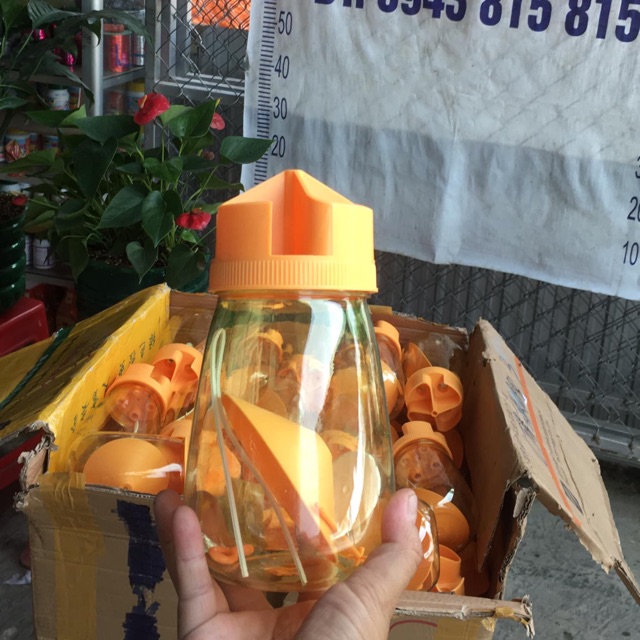 Bẫy ruồi vàng