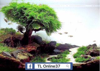Cước Cột Rêu cây thuỷ sinh [ Siêu Nhỏ 0.2 ]