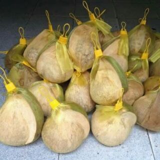 DỪA SÁP