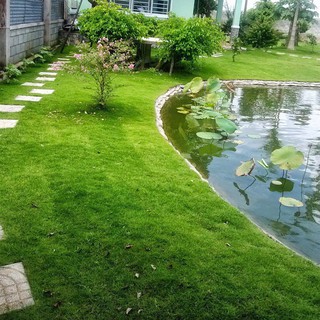 100 - HẠT GIỐNG CỎ NHUNG NHẬT