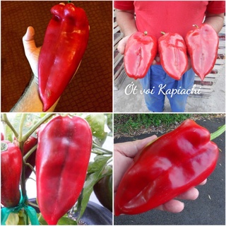HẠT GIỐNG ỚT KHỔNG LỒ KAPIACHI F1