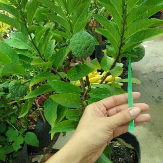 Cây 🌲 Mãng cầu dai.... Đang trái