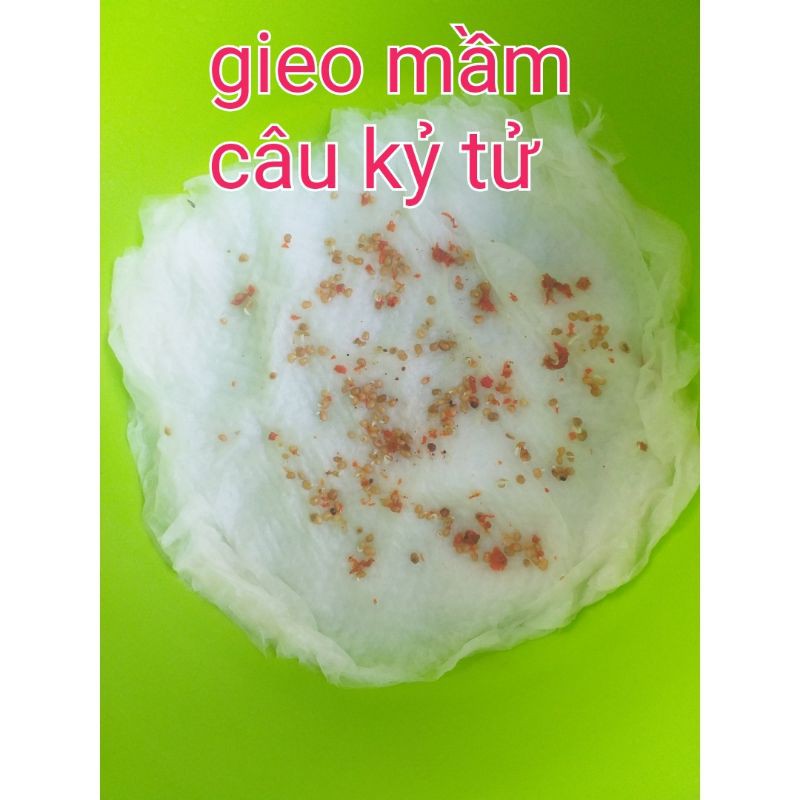 Hạt giống Câu Kỷ Tử lá dài  trồng thuần khí hậu VN. Đảm bảo gieo là lên >90%