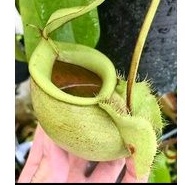 cây nắp ấm N. Viking x ampullaria green