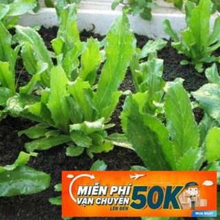 10g hạt giống ngò gai