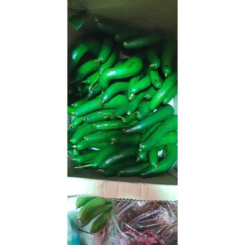 Bơ 034 LĐ  hàng sẵn tại HCM size 2,3 | BigBuy360 - bigbuy360.vn