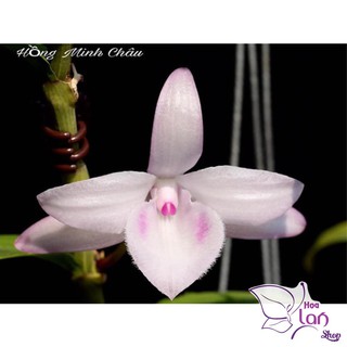 Lan Phi Điệp 🍀FREESHIP🍀 Hồng Minh Châu [ Ươm Kie ]