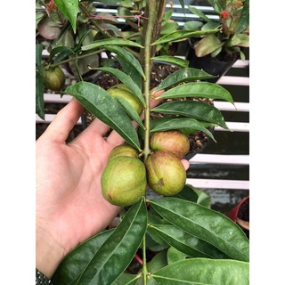 Giống cây Đào Indo
