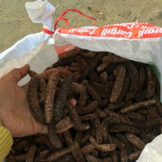 Chuối hột rừng Bình Thuận 1kg