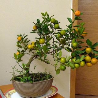 Cây 🌲 Tắc Ngọt ... Thái.... siêu trái