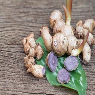 30 củ gừng đen giống Loại 01