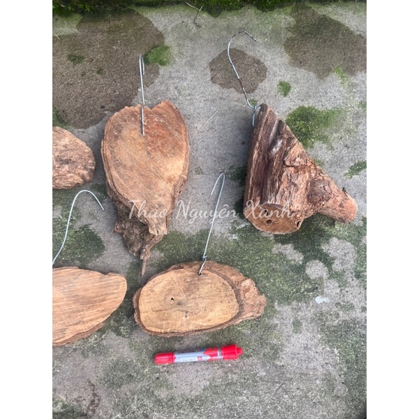 Bảng Gỗ Vú Sữa Trồng Lan