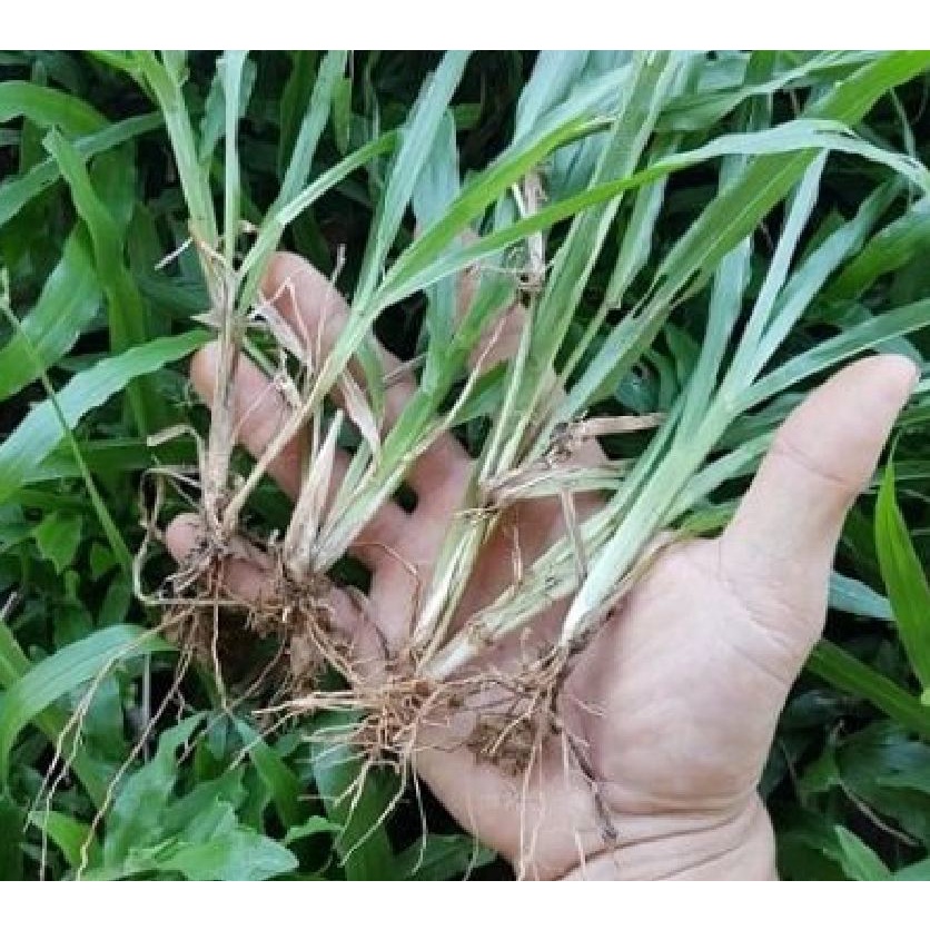 Hạt Giống Cỏ Lá Gừng  CT230 - Gói 100 hạt