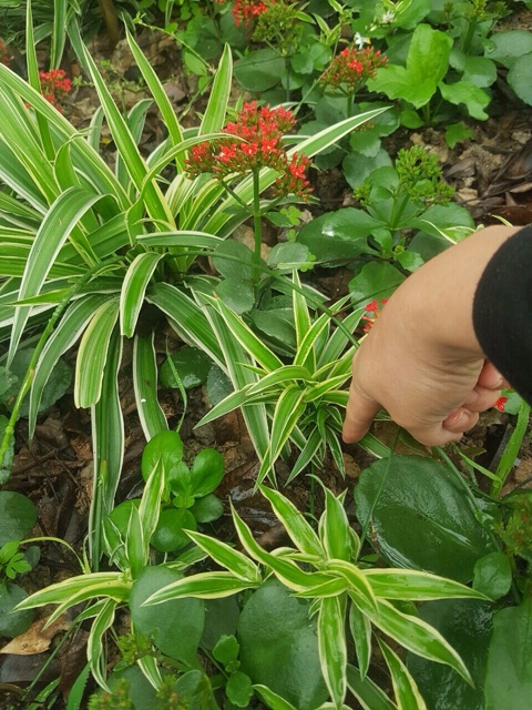Cây giống sống đời ta