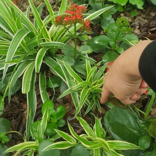 Combo 10 cây dây nhện / lan chi