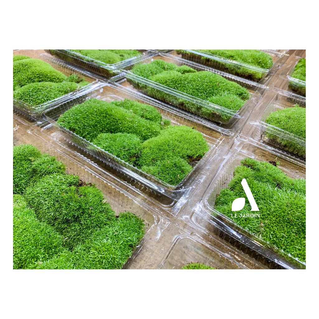 Rêu cỏ  rêu trâu bò, siêu bền, trồng bình terrarium, bán cạn, non bộ, tiểu cảnh, paludarium