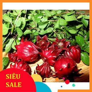 5 Hạt giống Atiso đỏ (Bụt dấm) (tặng gói Kích nẩy mầm và Hướng dẫn)