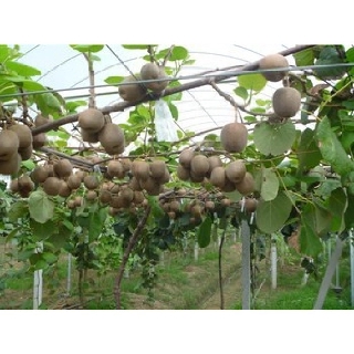 Cây giống kiwi leo giàn ruột đỏ dòng quả sớm, cam kết chuẩn giống f1