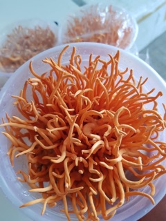 Nấm đông trùng hạ thảo 1 kg