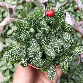 Cây cẩm nhung , lá cỏ may mắn màu xanh lá cây