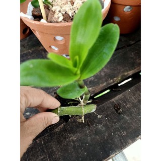 hoa lan phi điệp tím 1 ki