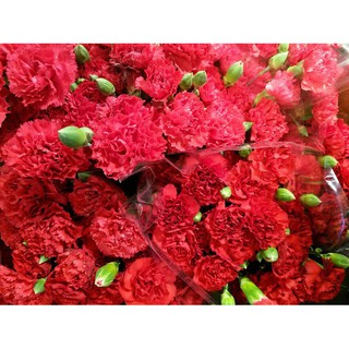 hạt giống hoa Cẩm Chướng Kép Đỏ F1