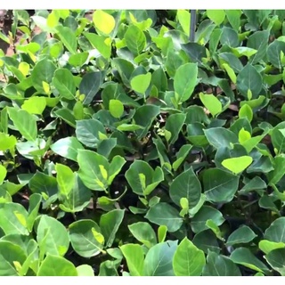 CÂY GIỐNG MÍT KHÔNG HẠT