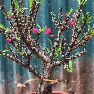 Cây giống đào thất thốn chơi tết