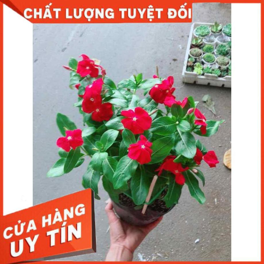 Hoa dừa cạn đỏ Nhiều Người Mua