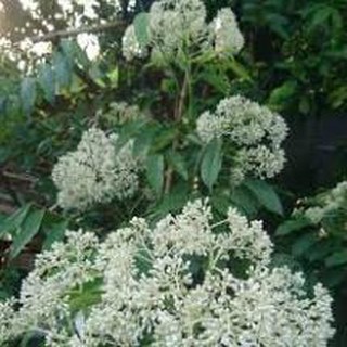 CÂY GIỐNG CÂY HÚNG VỊT ( CÂY CHANH CHÓ, CÂY THÁI GẤU ,CÂY HÚNG RỪNG ) + Tặng 01 cây dâu da đất( bòn bon)