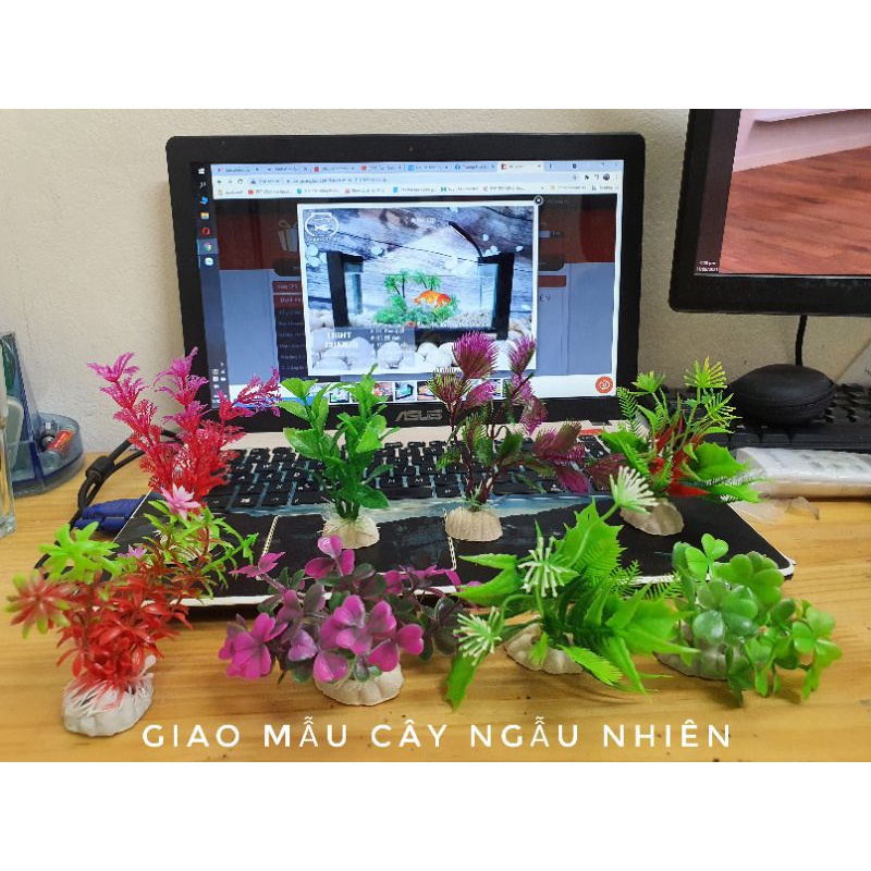 Bể cá mini khung gỗ