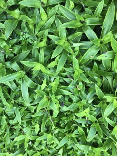 Cây lược vàng lá 1kg