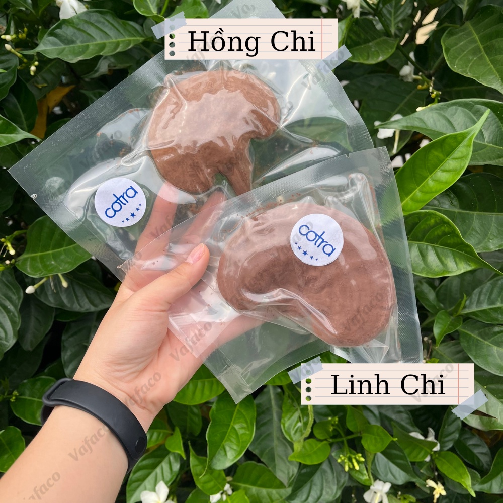 Nấm Hồng Chi - tăng cường sức khoẻ, hỗ trợ tăng cường chức năng gan, cải thiện sinh lý chống lão hoá