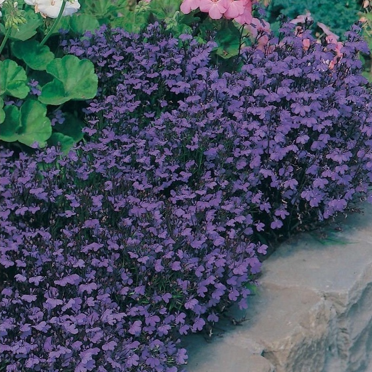 Lobelia Crystal Palace, Hạt GIỐNG HOA CÚC - Hoa đậm, màu xanh đậm (50 Hạt)