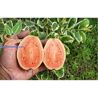 Ổi cẩm thạch siêu đẹp sắp trái