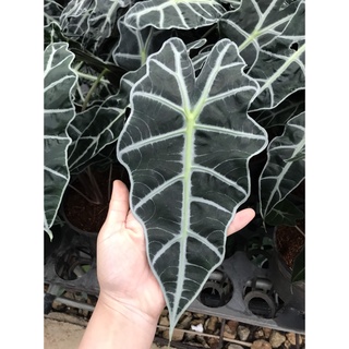 Môn quan âm Alocasia Amazonica(size lá hiện tại từ 20cm trở lên)