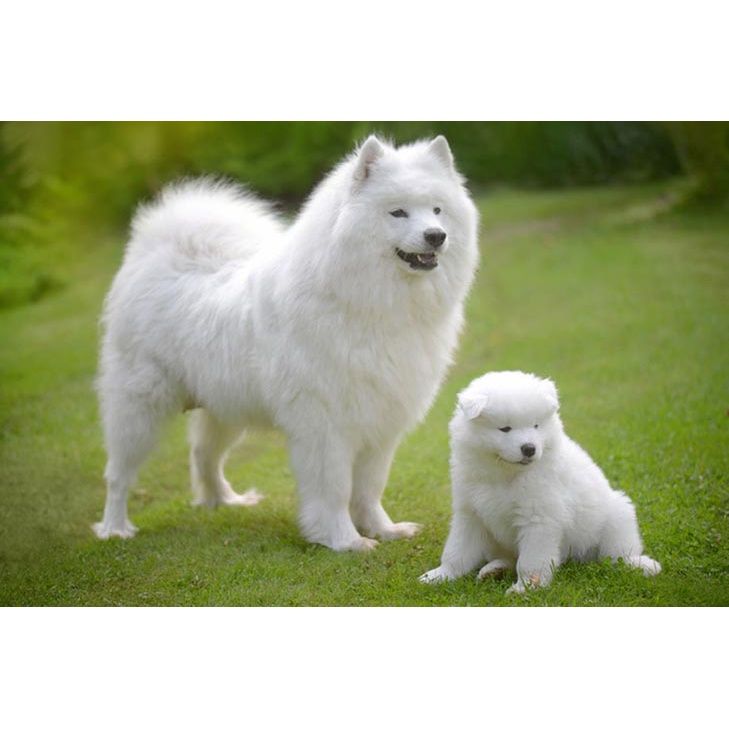 Sữa tắm Palma Whiting cho chó mèo lông trắng 300ml