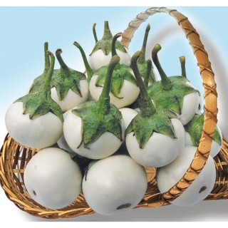 Hạt giống cà pháo trắng 1g