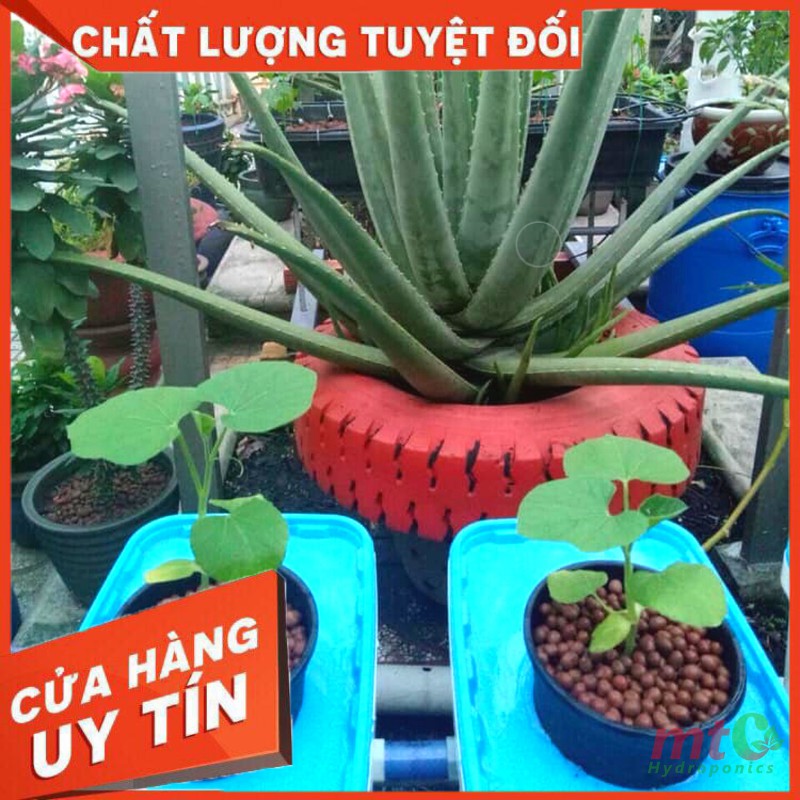 Thùng Thủy Canh Tĩnh Trồng Cây Ăn Quả