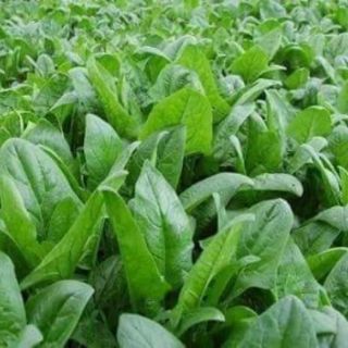Cải bó xôi