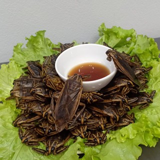 Cà cuống nguyên con - set 3 - giữ nguyên bọc tinh dầu