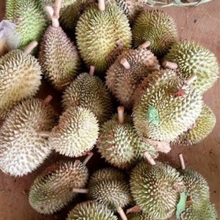 (BAO ĂN) SẦU RIÊNG TRUYỀN THỐNG VƯỜN NHÀ RỤNG