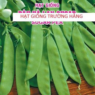 Hạt giống Đậu Hà Lan (Lấy Trái) (20g)