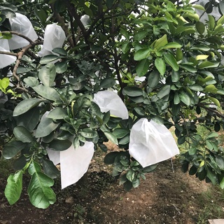 100 túi bao trái bưởi 25x30