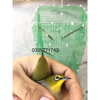lồng bẫy chim khuyên, sâu 2 cửa tự động